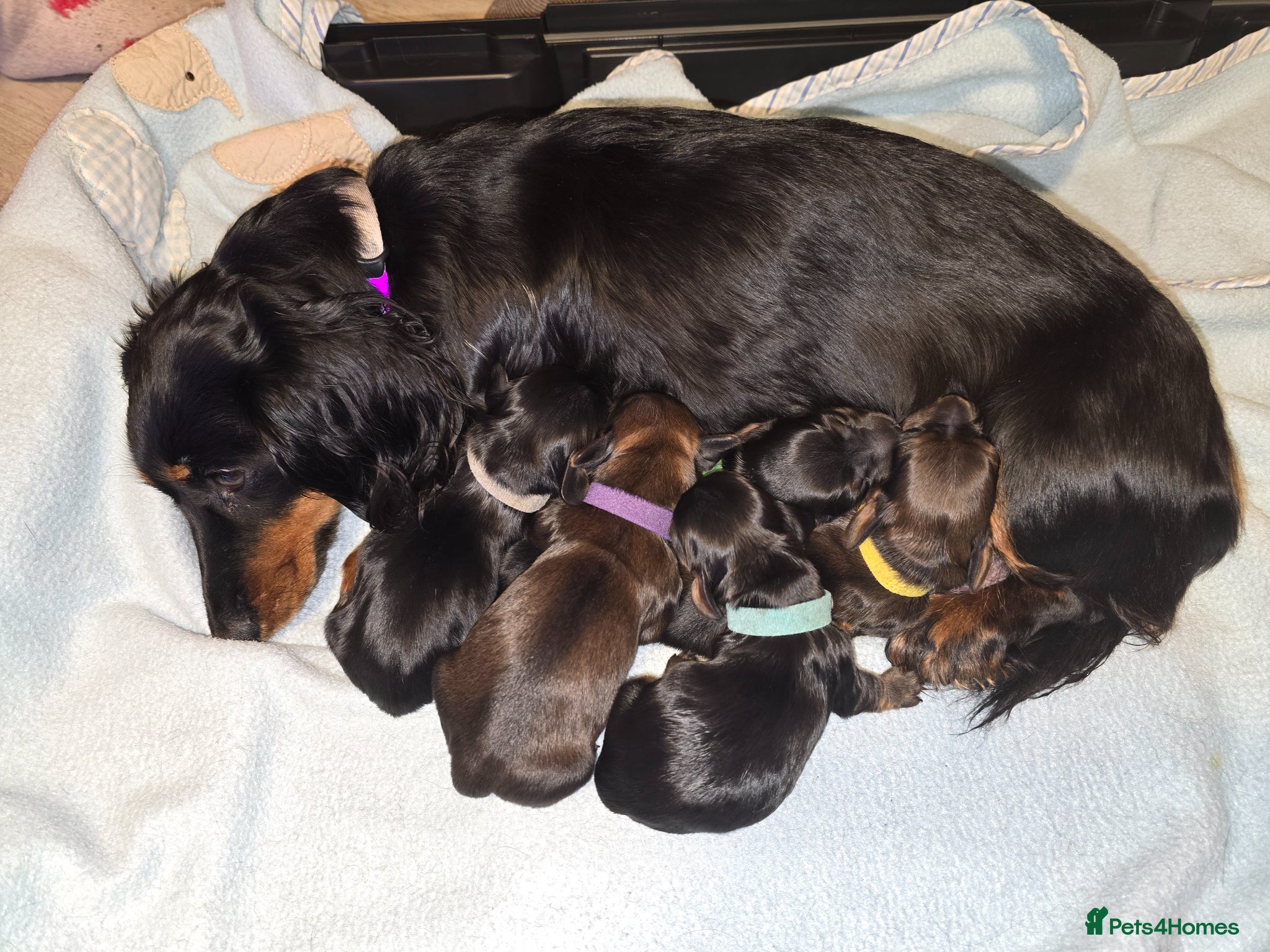 Miniature Dachshund dogs KC reg, Miniature Longhaired Dachshund - Advert 1