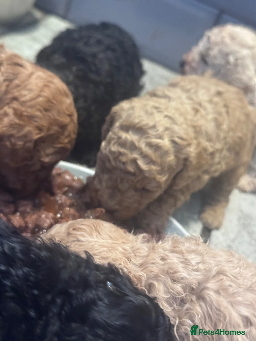 Toy Poodle dogs for sale: Beautiful Mixed Litter Toy Poodle Puppies ❤️🐾🐩 - Advert 11