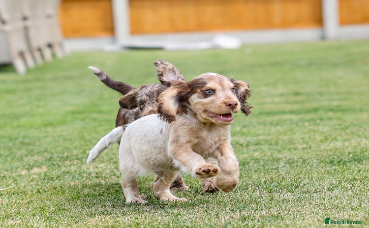 Cocker Spaniel dogs in Diss - Advert 5