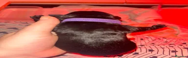 Bonnie - purple 