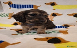 Miniature Dachshund dogs for sale: Mini Long Haired Dachshund - Image 8