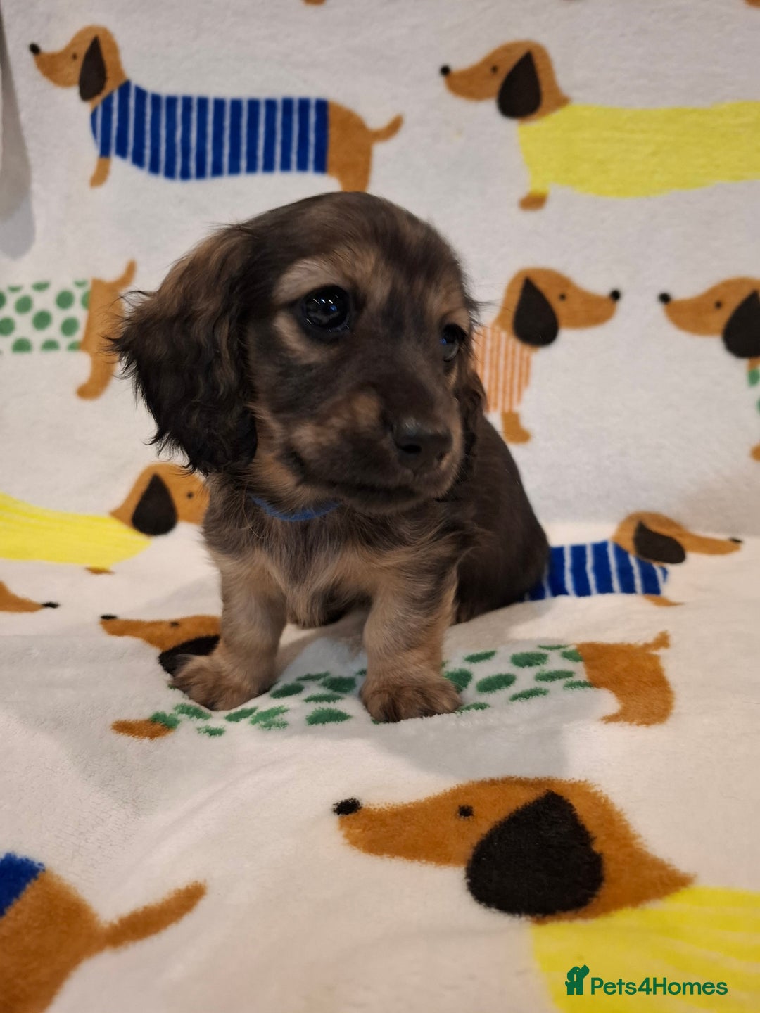 Miniature Dachshund dogs for sale: Mini Long Haired Dachshund - Image 8