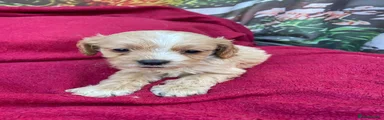 Cockapoo 6