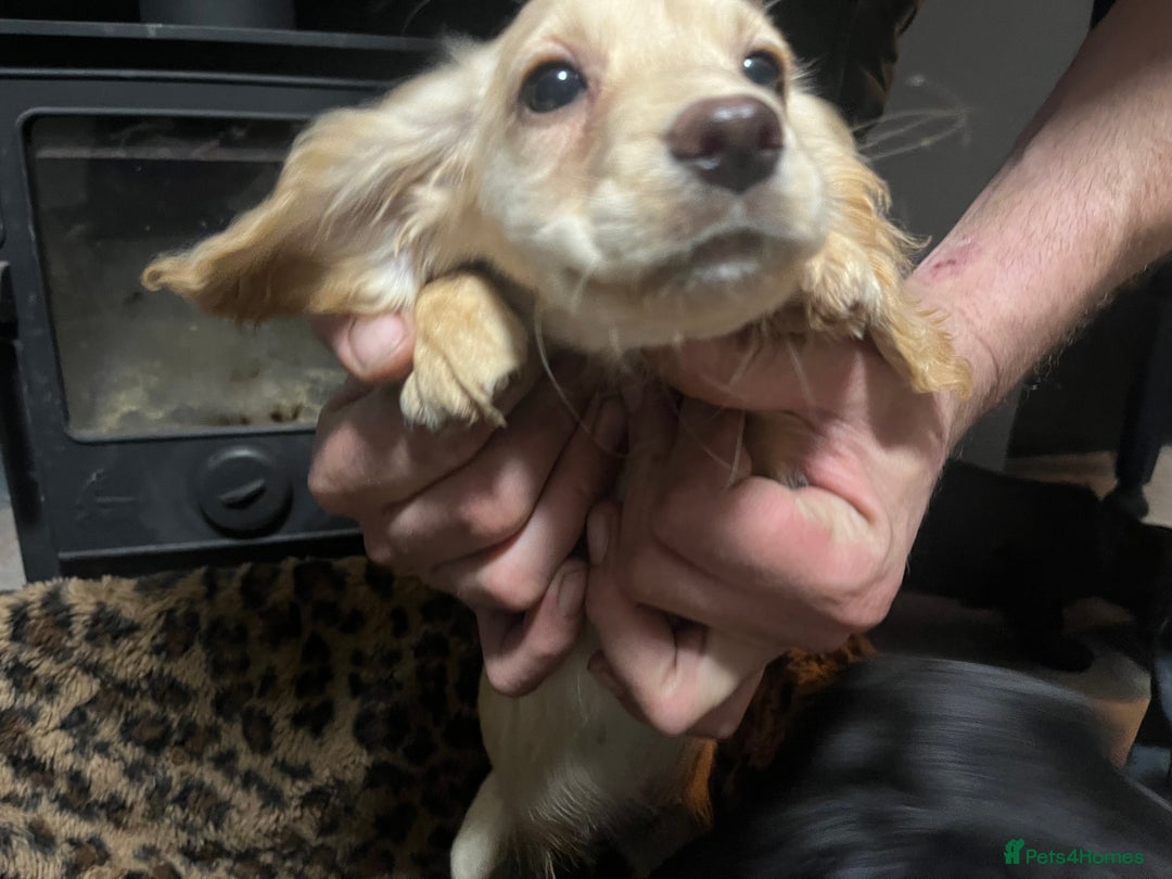 Sprocker dogs for sale: 3 Sprocker pups left!! - Advert 10