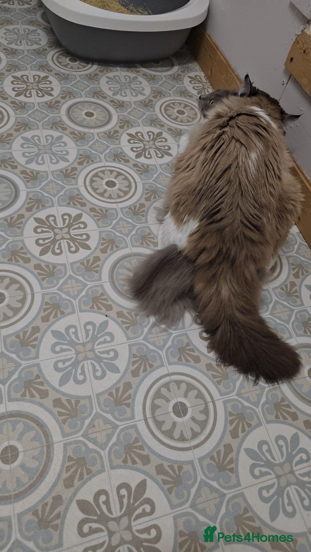 Ragdoll cats for sale: Seal bicolour boy, Active on GCCF/TICA - Advert 8