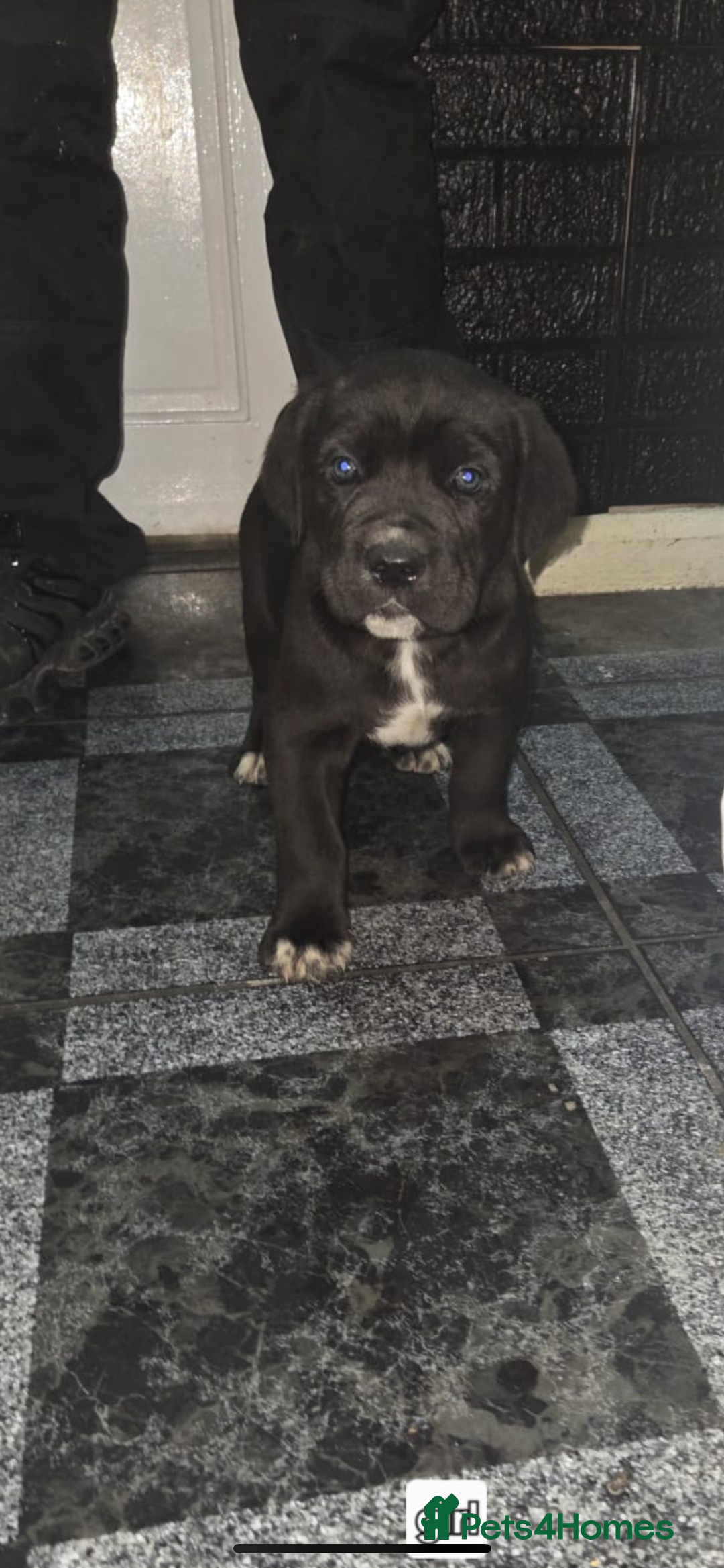 Cane Corso dogs for sale: Stunning litter of 9 - Advert 6