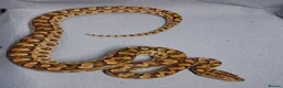 Boa Snake reptiles for sale: Argentina Rainbow Boa's  - Advert 4
