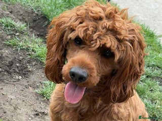 Cockapoo dogs - Advert 35