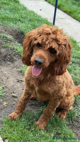 Cockapoo dogs - Advert 1