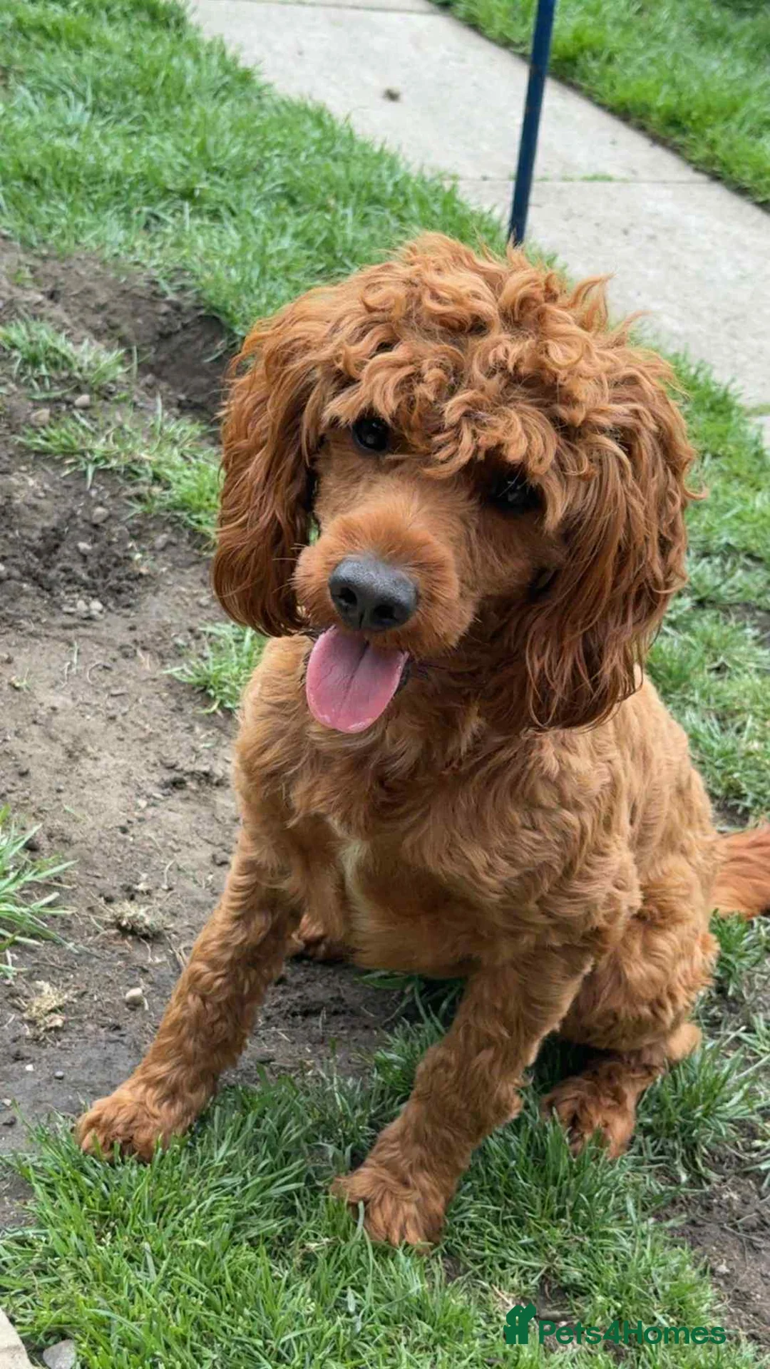 Cockapoo dogs for stud: Fox Red cockapoo F1 for stud  - Advert 2