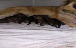 German Shepherd dogs for sale: 7  beautiful german shephered pups  - Image 6