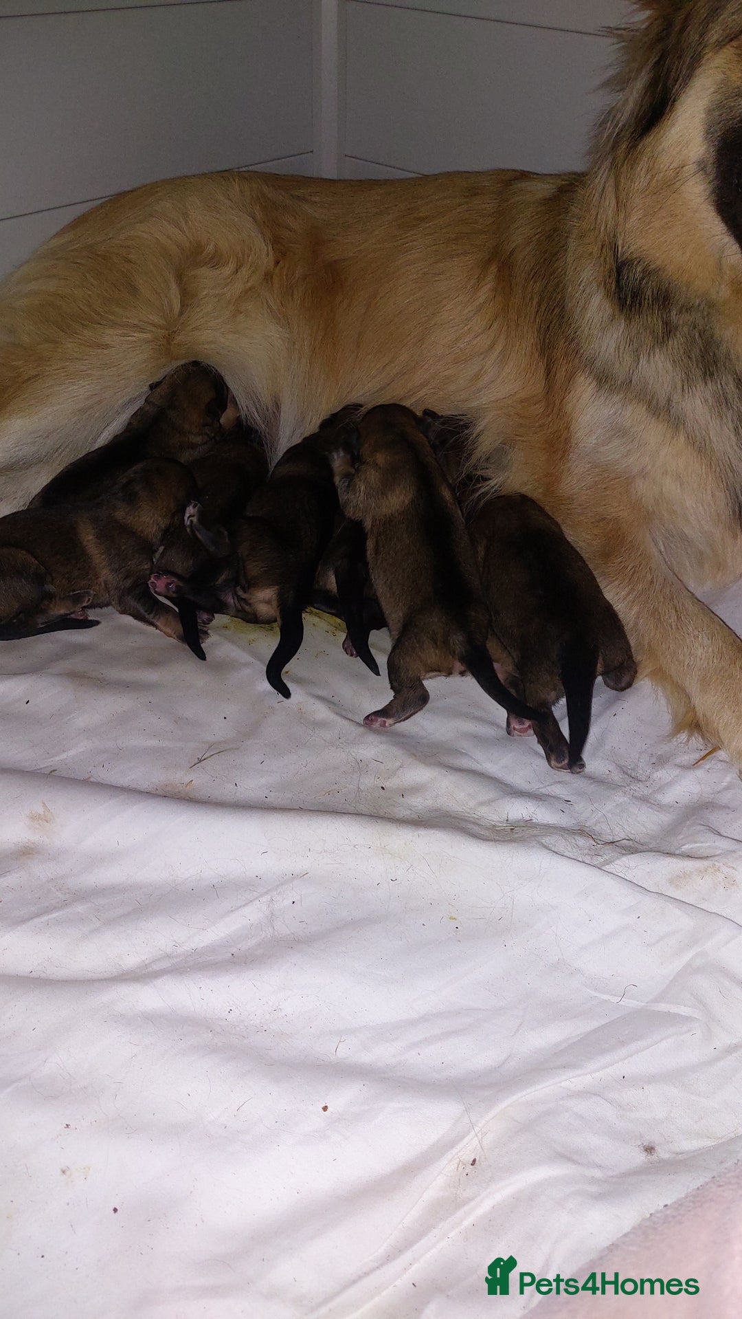 German Shepherd dogs for sale: 7  beautiful german shephered pups  - Image 6