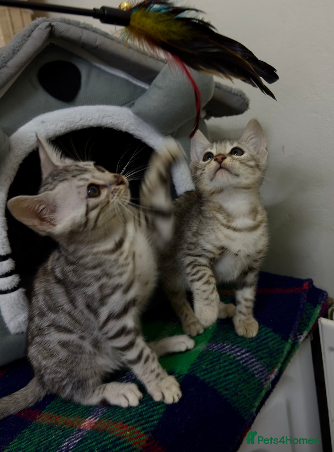 Bengal cats for sale: purebred Bengal kittens - Advert 1