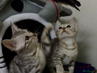 Bengal cats purebred Bengal kittens - Advert 4