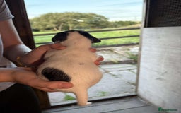 Jack Russell dogs for sale: Jack Russell puppies 5 boys left - Image 27