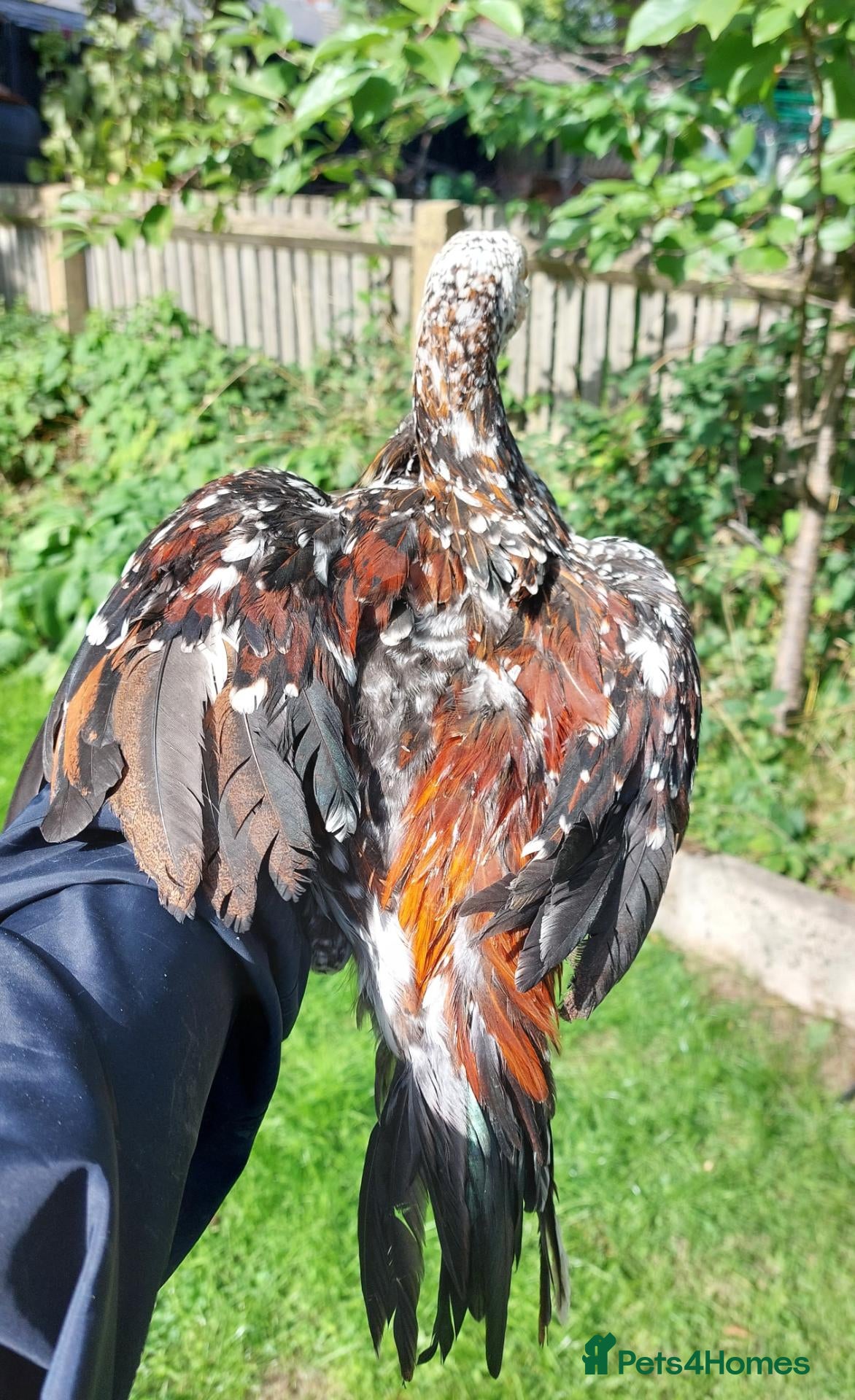 Chickens poultry 🌟Chicks available🌟 - Advert 1