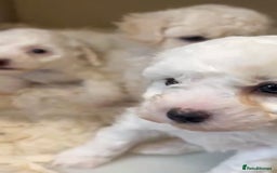 Maltipoo dogs for sale: Fully dna tested Maltipoos  - Image 21