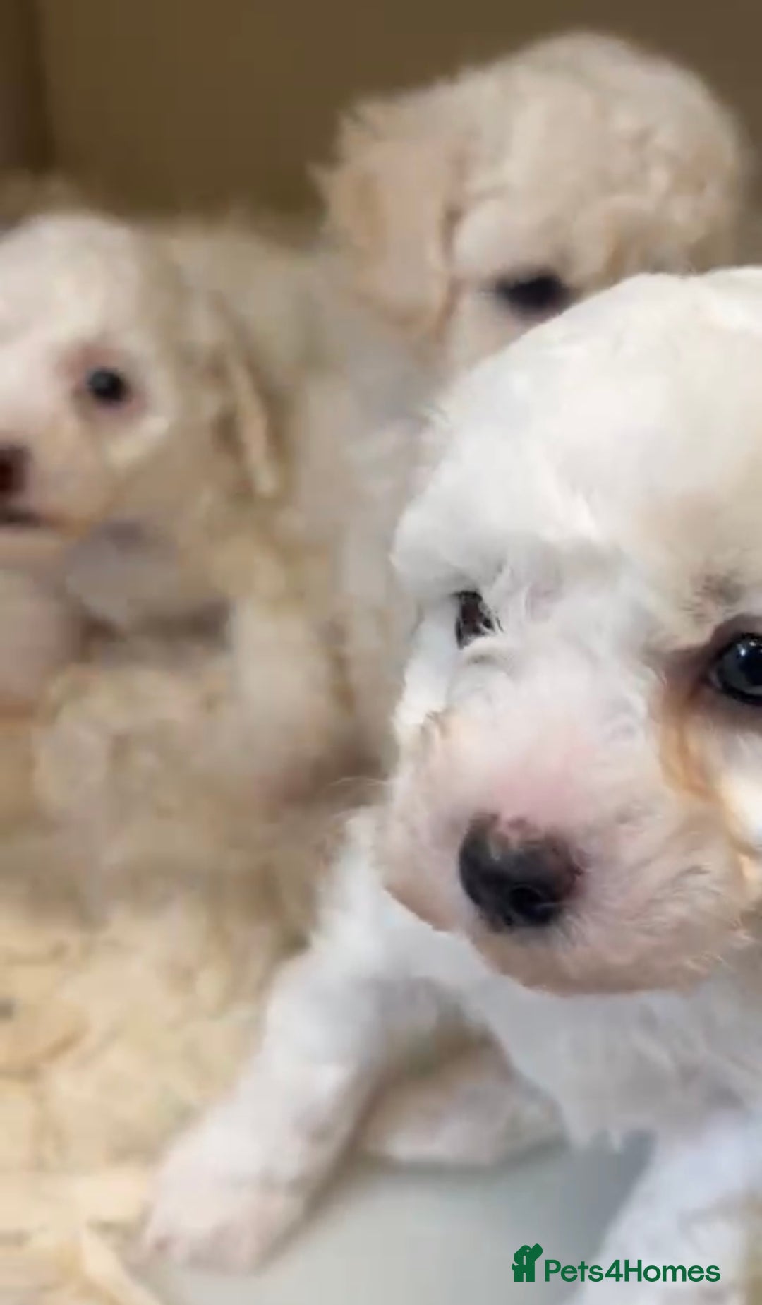Maltipoo dogs for sale: Fully dna tested Maltipoos  - Image 21
