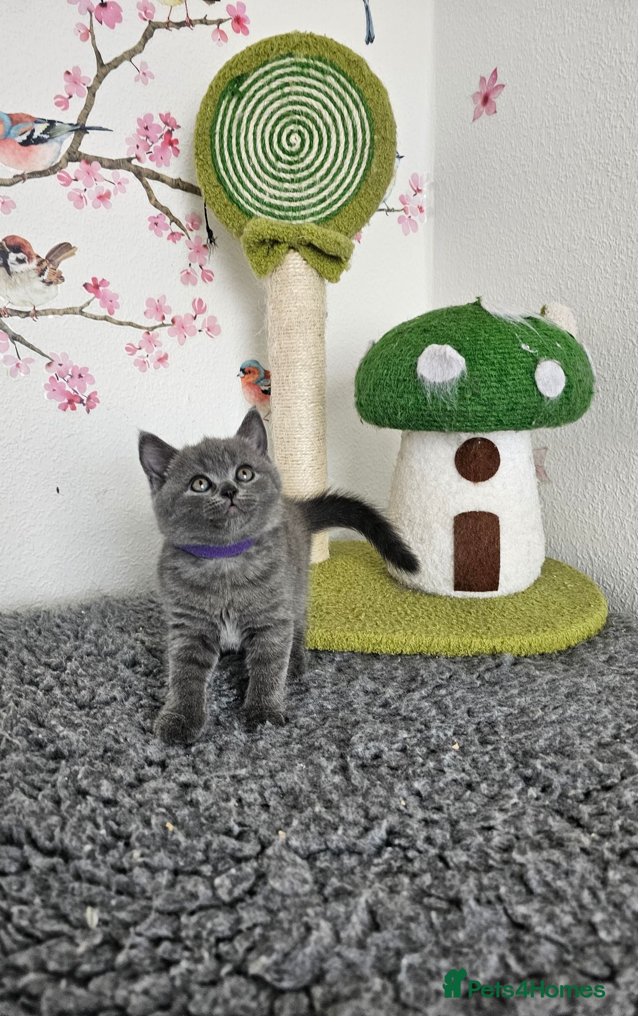 British Shorthair cats British Shorthair Kittens - Advert 2