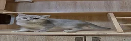 British Shorthair cats for sale: Friendly Blue/grey/golden British Shorthair Kitten - Advert 5