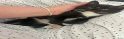 Mixed Breed cats for sale: Family kittens for sale  in Billingshurst - Advert 3