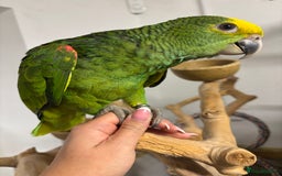 Parrots birds for sale: Baby hand reared Double yellow headed amazon  - Advert 1