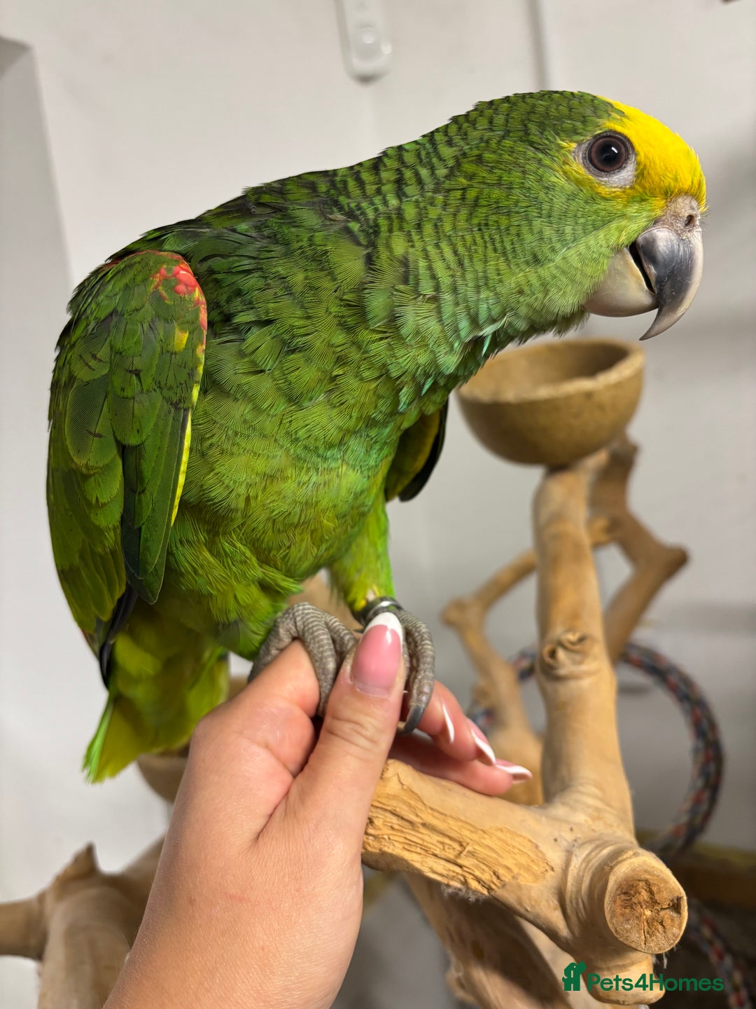 Parrots birds for sale: Baby hand reared Double yellow headed amazon  - Advert 1