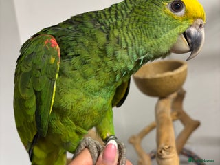 Parrots birds - Advert 26