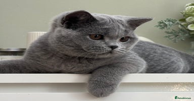 British Shorthair cats - Advert 1
