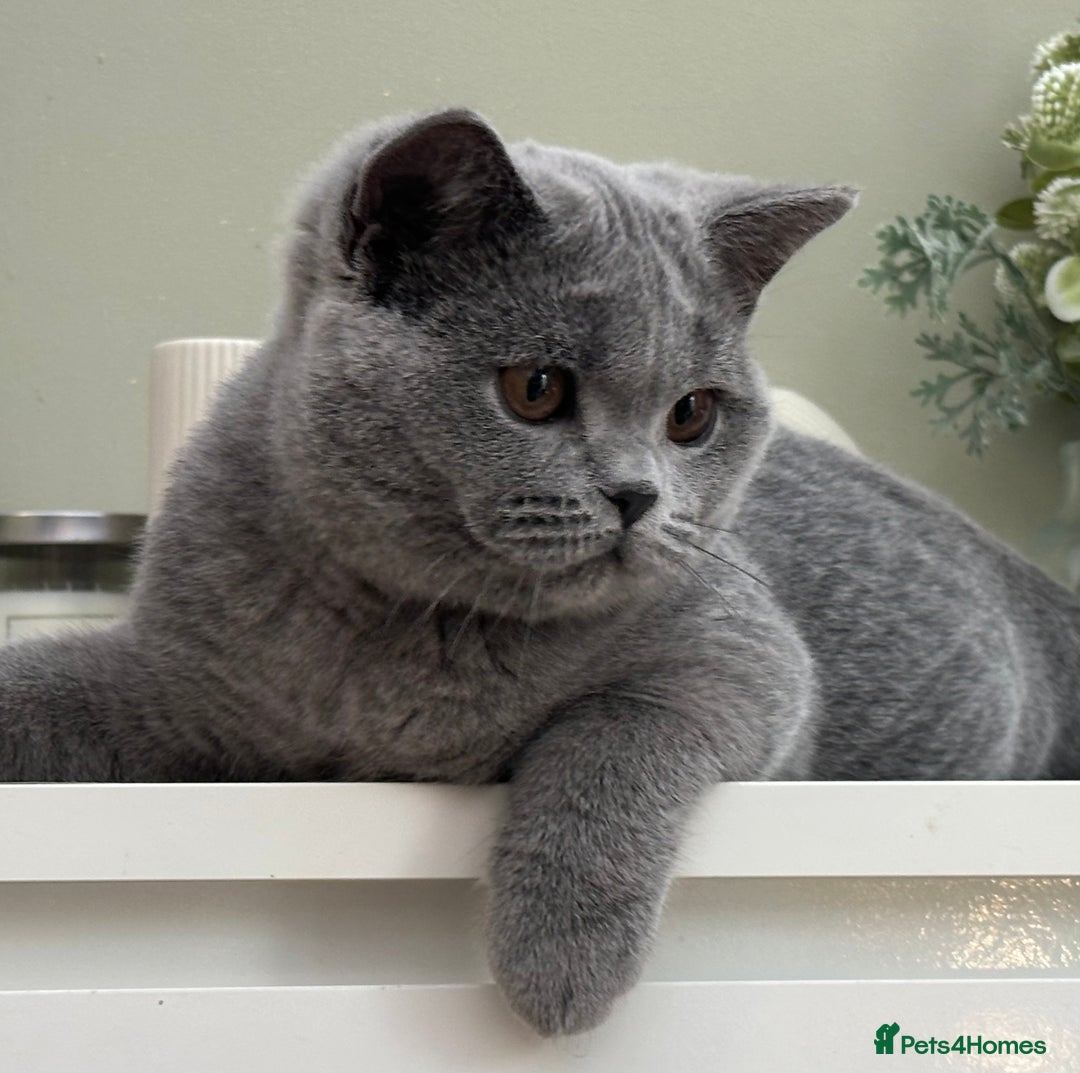 British Shorthair cats for sale: British Blue boy - Image 3