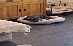French Bulldog dogs for sale: Beautiful French bulldog  - Image 1