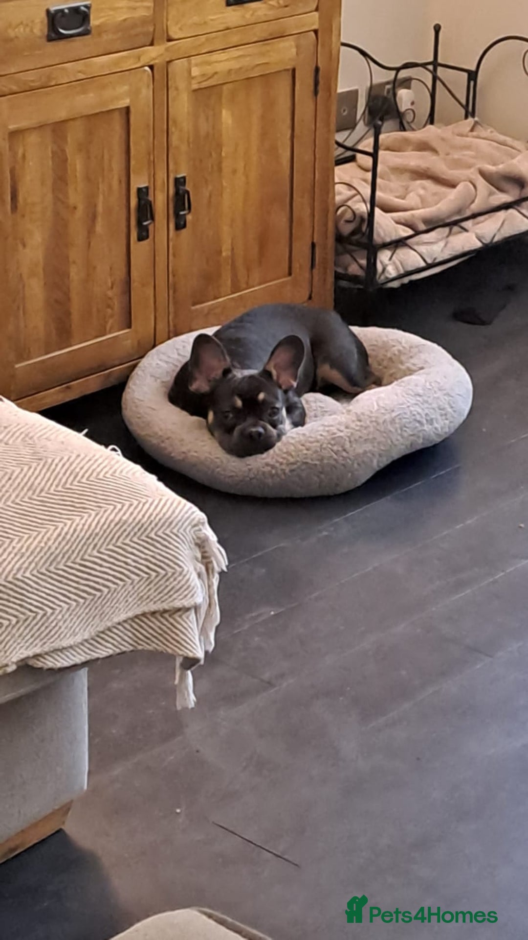 French Bulldog dogs for sale: Beautiful French bulldog  - Image 1