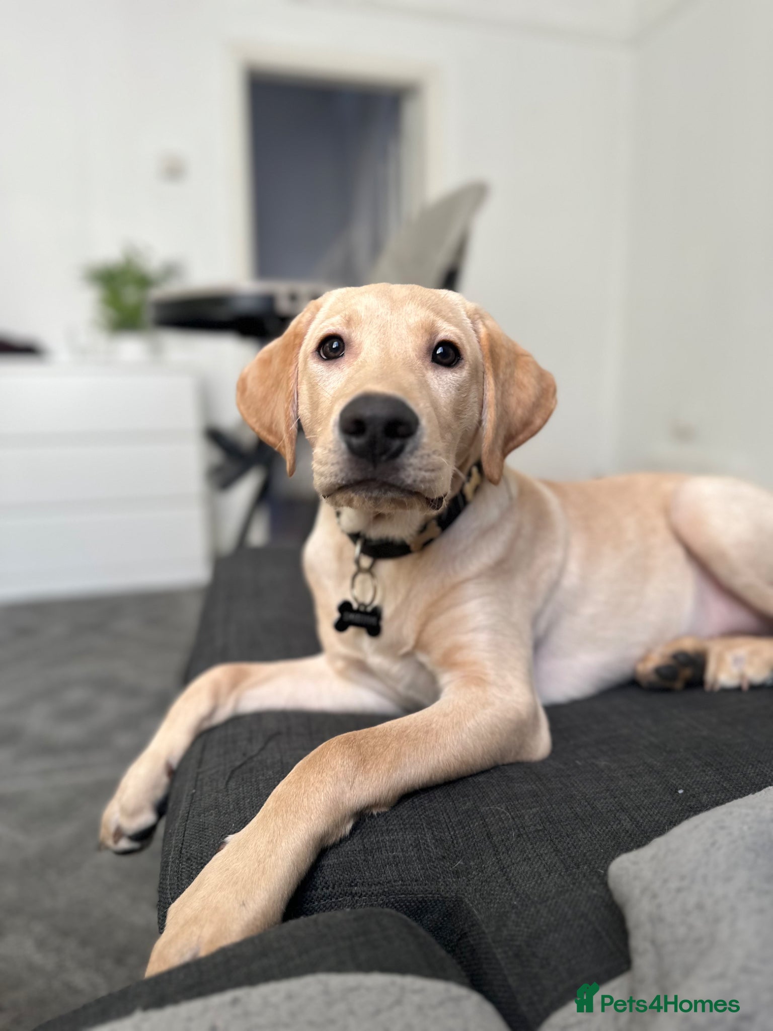 Labrador Retriever dogs 7 months Old Labrador - Advert 3