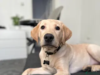 Labrador Retriever dogs 7 months Old Labrador - Advert 3