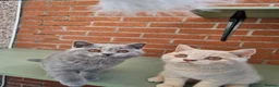 British Shorthair cats for sale: British Shorthair boy and girl.  - Advert 9