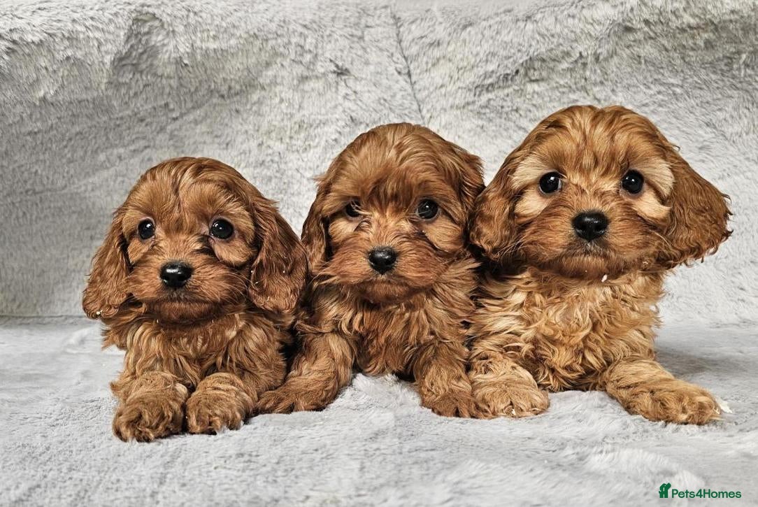 Cavapoo dogs Health tested cavapoo puppies - Advert 1