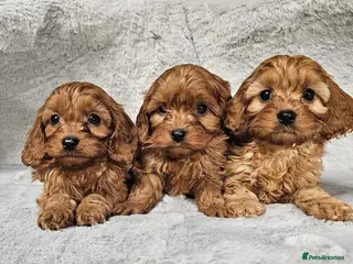 Cavapoo dogs Health tested cavapoo puppies - Advert 1