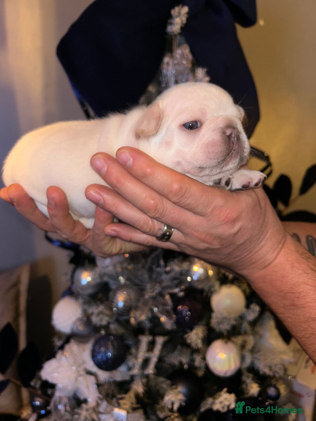 French Bulldog dogs for sale: French fries due to leave 3rd January  - Advert 5