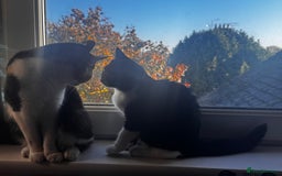 Domestic Shorthair cats for sale: Sweetest black n white kitty  - Image 2