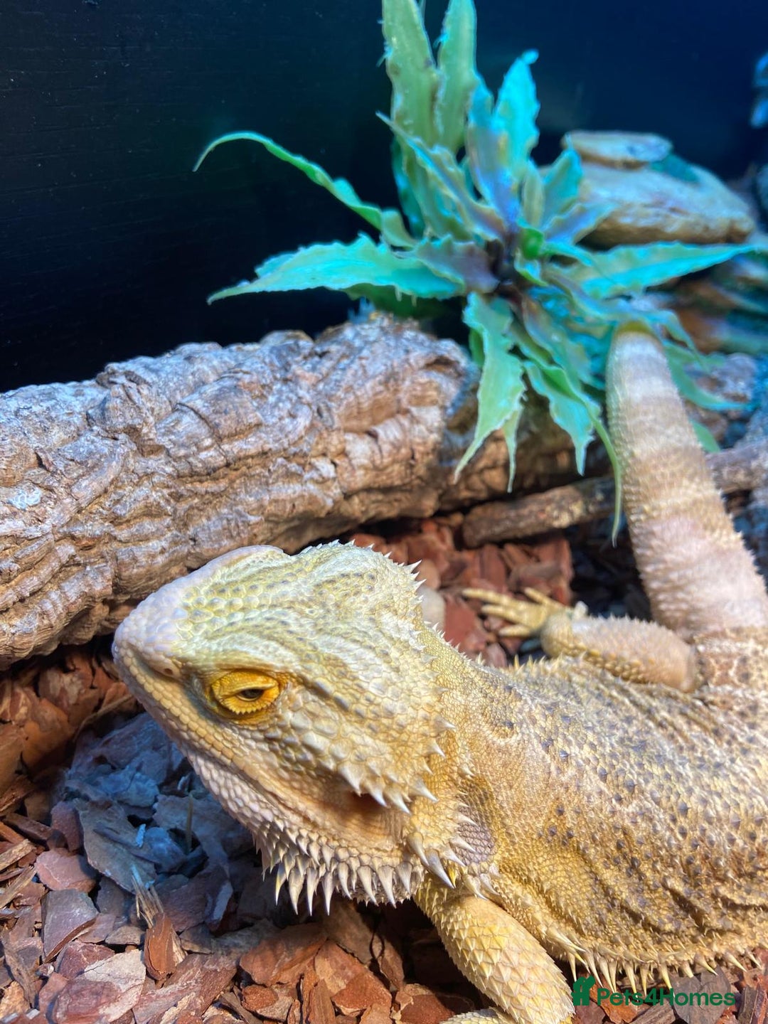 Bearded Dragon reptiles for sale: Bearded dragon - Advert 6