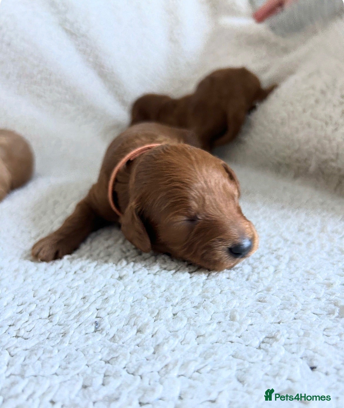 Cockapoo dogs Toy Cockapoo Puppies - Advert 1