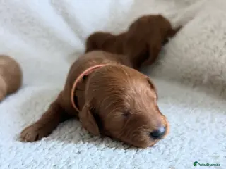 Cockapoo dogs Toy Cockapoo Puppies - Advert 1