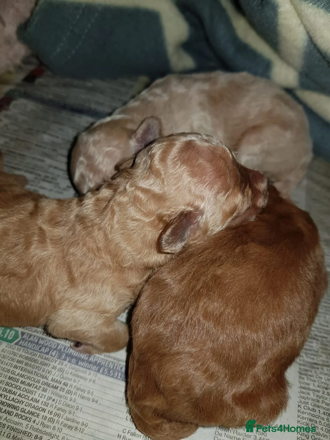 Toy Poodle dogs for stud: Phantom Toy Poodle Tri colour KC (STUD ONLY) in Coalville - Advert 19