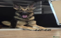 German Shepherd dogs for sale: 1year old German shepherd female  - Image 4