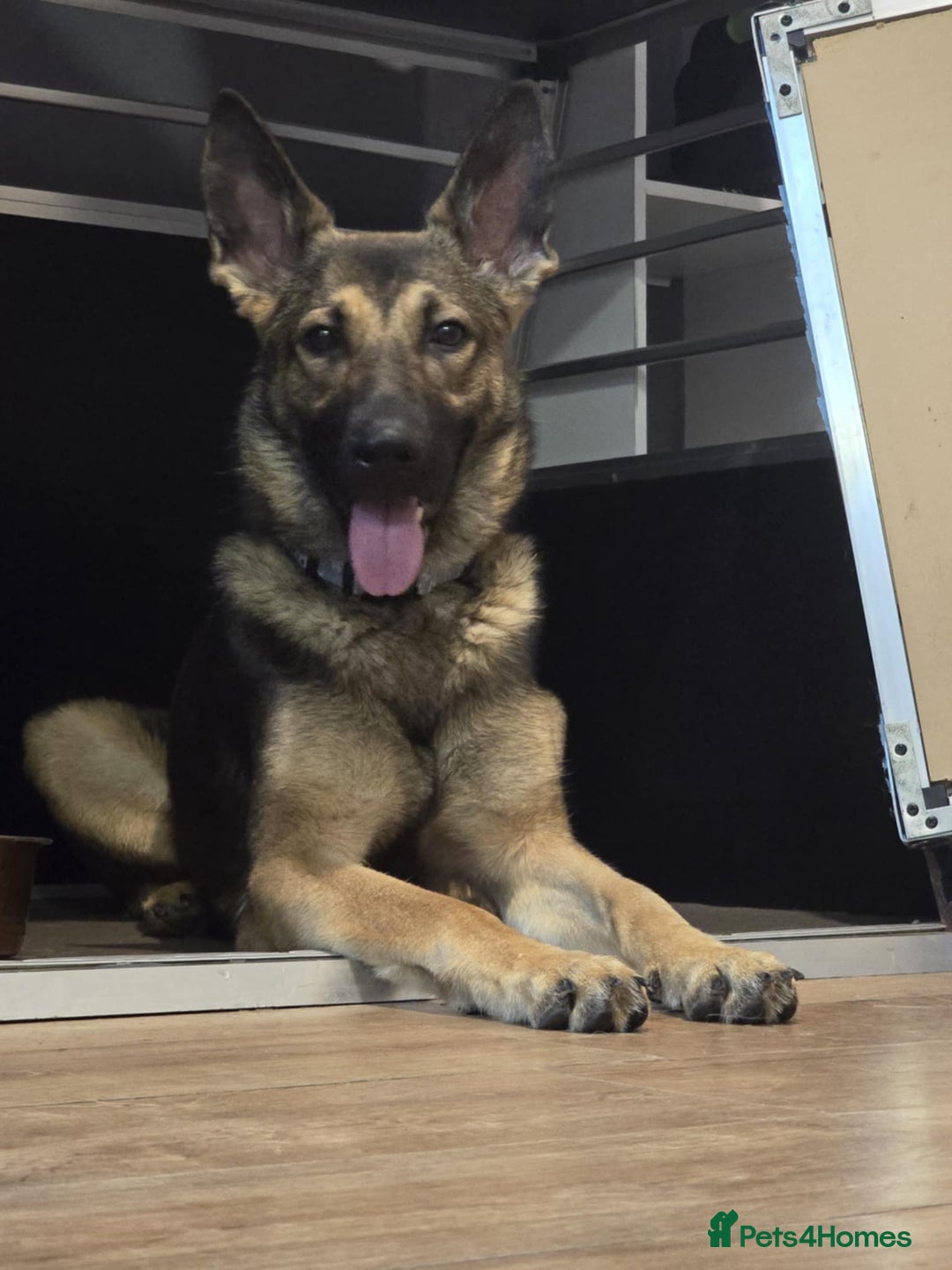 German Shepherd dogs for sale: 1year old German shepherd female  - Image 4