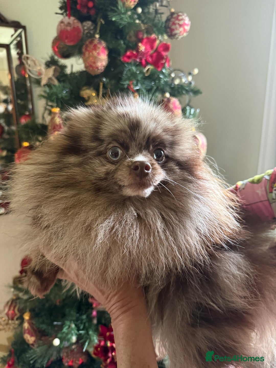 Pomeranian dogs for sale: BEAUTIFUL K.C REGISTERED POMERANIAN PUPPIES  - Advert 13