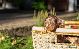Dachshund dogs for sale: Beautiful Chocolate & Dapple Dachshund Pups - Image 7