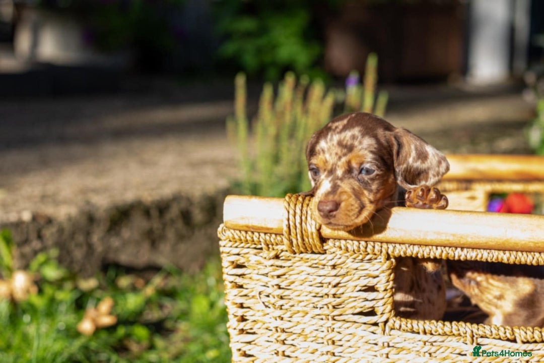 Dachshund dogs for sale: Beautiful Chocolate & Dapple Dachshund Pups - Image 7