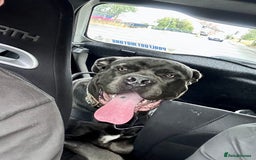 Cane Corso dogs for sale: Cane corso - Image 1