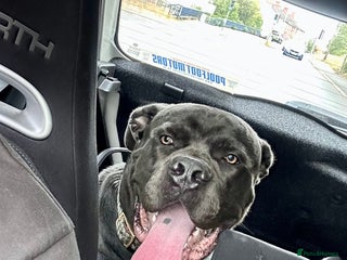 Cane Corso dogs - Advert 22
